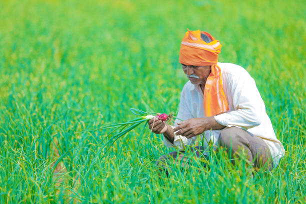 Organic wheat field